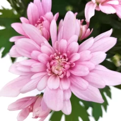 Chrysanthemen 'Chrysanne® Grandezza Pink', Pink, Topf-Ø 13 Cm, 6er-Set -Gartenserien Geschäft 0690110209 Chrysantheme Grandezza pink image013 81536
