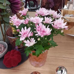 Chrysanthemen 'Chrysanne® Grandezza Pink', Pink, Topf-Ø 13 Cm, 6er-Set -Gartenserien Geschäft 0690110209 Chrysantheme Grandezza pink image019 81537