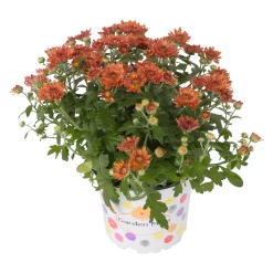 Chrysanthemen, Bronze, Topf-Ø 12 Cm, 6er-Set -Gartenserien Geschäft 0690120011 Chrysanthemum multiflora T12 bronze 2 56559