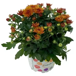 Chrysanthemen Bronze, Topf-Ø 10,5 Cm, 8er-Set -Gartenserien Geschäft 0690120044 Chrysanthemum multiflora 8er Set bronze 2 112648