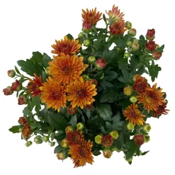 Chrysanthemen Bronze, Topf-Ø 10,5 Cm, 8er-Set -Gartenserien Geschäft 0690120044 Chrysanthemum multiflora 8er Set bronze 3 112649
