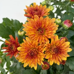 Chrysanthemen Bronze, Topf-Ø 10,5 Cm, 8er-Set -Gartenserien Geschäft 0690120044 Chrysanthemum multiflora 8er Set bronze 5 112609