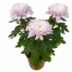 Chrysantheme 'Chrysanne® Zembla Next Pink' Rosa, Großbl., Topf-Ø 13cm, 6er-Set -Gartenserien Geschäft 0690140100 0690140101 Chrysanthemum Zembla T13 rosa Next Pink 4 115296