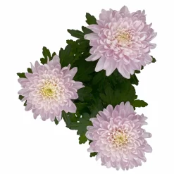 Chrysantheme 'Chrysanne® Zembla Next Pink' Rosa, Großbl., Topf-Ø 13cm, 6er-Set -Gartenserien Geschäft 0690140100 0690140101 Chrysanthemum Zembla T13 rosa Next Pink 5 115297
