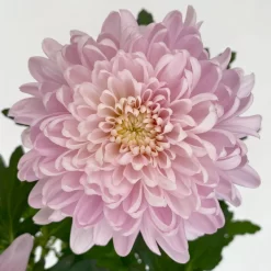 Chrysantheme 'Chrysanne® Zembla Next Pink' Rosa, Großbl., Topf-Ø 13cm, 6er-Set -Gartenserien Geschäft 0690140100 0690140101 Chrysanthemum Zembla T13 rosa Next Pink 6 115116