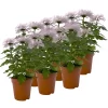 Chrysantheme 'Chrysanne® Zembla Next Pink' Rosa, Großbl., Topf-Ø 13cm, 6er-Set
