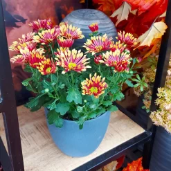 Chrysanthemen 'Splash Energy', Rot-gelb, Topf-Ø 14 Cm, 4er-Set -Gartenserien Geschäft 0690150172 Chrysanthemum indicum T14 Splash Energy 4er Set 15 114150