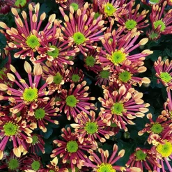 Chrysanthemen 'Splash Energy', Rot-gelb, Topf-Ø 14 Cm, 4er-Set -Gartenserien Geschäft 0690150172 Chrysanthemum indicum T14 Splash Energy 4er Set 22 114149