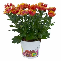 Chrysanthemen 'Splash Energy', Rot-gelb, Topf-Ø 14 Cm, 4er-Set -Gartenserien Geschäft 0690150172 Chrysanthemum indicum T14 Splash Energy 4er Set 2 114184