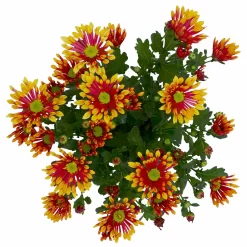 Chrysanthemen 'Splash Energy', Rot-gelb, Topf-Ø 14 Cm, 4er-Set -Gartenserien Geschäft 0690150172 Chrysanthemum indicum T14 Splash Energy 4er Set 7 114186