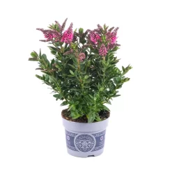 Hebe 'All Blooms®' Rosa, Topf-Ø 12 Cm, 6er-Set -Gartenserien Geschäft 0690190064 Koelle Hebe All Blooms T12 rosarot 6er Set WS 1 95602