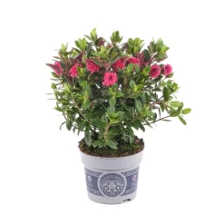 Hebe 'All Blooms®' Rosa, Topf-Ø 12 Cm, 6er-Set -Gartenserien Geschäft 0690190064 Koelle Hebe All Blooms T12 rosarot 6er Set WS 4 95600