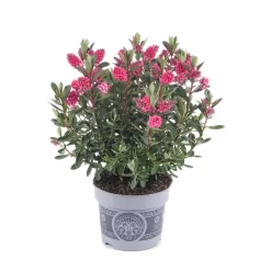 Hebe 'All Blooms®' Rosa, Topf-Ø 12 Cm, 6er-Set -Gartenserien Geschäft 0690190064 Koelle Hebe All Blooms T12 rosarot 6er Set WS 6 95598