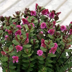 Hebe 'All Blooms®' Rosa, Topf-Ø 12 Cm, 6er-Set -Gartenserien Geschäft 0690190064 Koelle Hebe All Blooms T12 rosarot 6er Set WS 7 95594