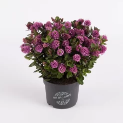 Hebe 'All Blooms®' Rosa, Topf-Ø 12 Cm, 6er-Set -Gartenserien Geschäft 0690190064 Koelle Hebe All Blooms T12 rosarot 6er Set WS 8 95596