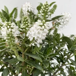 Hebe 'All Blooms®', Farbe Zufällig, Topf-Ø 17 Cm -Gartenserien Geschäft 0690190098 Koelle Hebe All Blooms T12 weiss 6er Set 4 112400