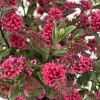 Hebe 'All Blooms®' Rot, Topf-Ø 10,5cm, 6er-Set