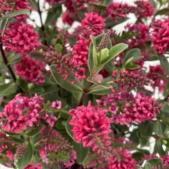 Hebe 'All Blooms®', Farbe Zufällig, Topf-Ø 17 Cm -Gartenserien Geschäft 0690190101 Koelle Hebe All Blooms T17 rot 3 112383