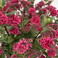 Hebe 'All Blooms®', Farbe Zufällig, Topf-Ø 17 Cm -Gartenserien Geschäft 0690190101 Koelle Hebe All Blooms T17 rot 4 112384