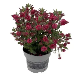 Hebe 'All Blooms®', Farbe Zufällig, Topf-Ø 17 Cm -Gartenserien Geschäft 0690190101 Koelle Hebe All Blooms T17 rot 2 112509