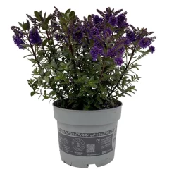 Hebe 'All Blooms®', Farbe Zufällig, Topf-Ø 17 Cm -Gartenserien Geschäft 0690190103 Koelle Hebe All Blooms T17 blau 1 112511
