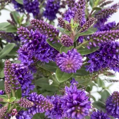 Hebe 'All Blooms®', Farbe Zufällig, Topf-Ø 17 Cm -Gartenserien Geschäft 0690190103 Koelle Hebe All Blooms T17 blau 4 112387