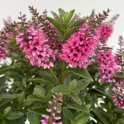 Hebe 'All Blooms®', Farbe Zufällig, Topf-Ø 17 Cm -Gartenserien Geschäft 0690190104 Koelle Hebe All Blooms T17 rosa 5 112389