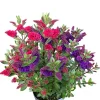 Hebe All Blooms® 'Twin' Blau Und Rot, Topf-Ø 12 Cm, 3er-Set