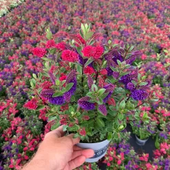 Hebe All Blooms® 'Twin' Blau Und Rot, Topf-Ø 12 Cm, 3er-Set -Gartenserien Geschäft 0690190110 Hebe Twins blau rot T12 95682