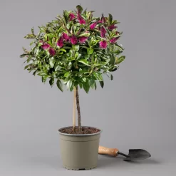 Hebe Addenda® Lila, Stämmchen, Topf-Ø 17 Cm, Höhe Ca. 60 Cm