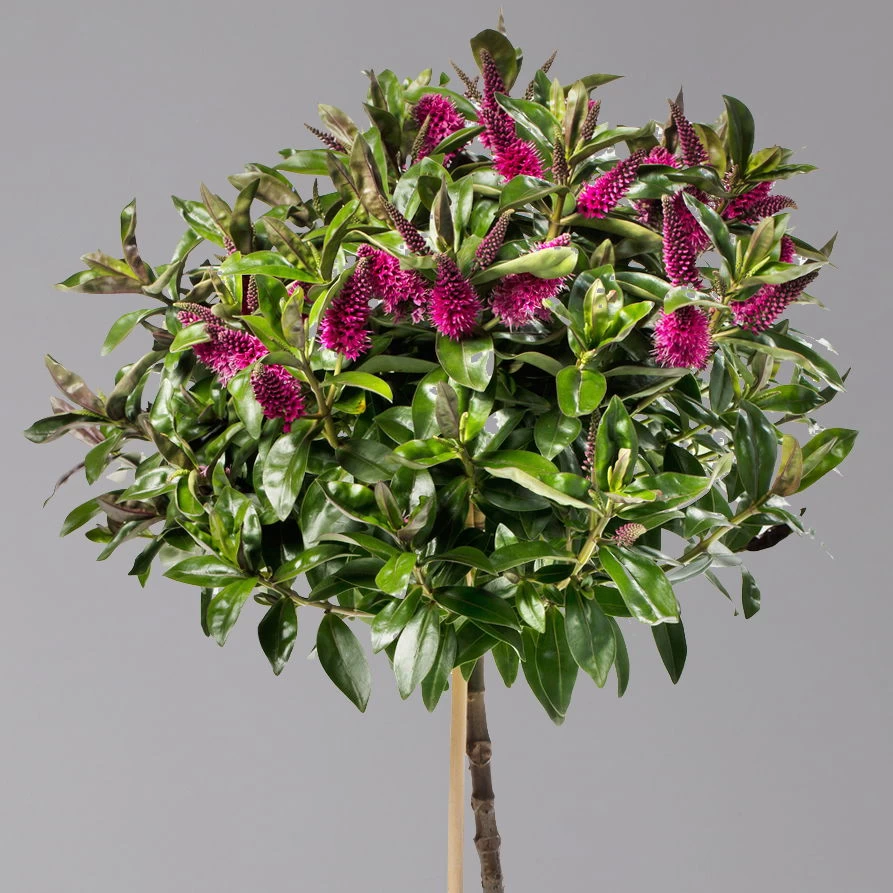 Hebe Addenda® Lila, Stämmchen, Topf-Ø 17 Cm, Höhe Ca. 60 Cm 2 Hebe Addenda® Lila, Stämmchen, Topf-Ø 17 Cm, Höhe Ca. 60 Cm – Bild 2