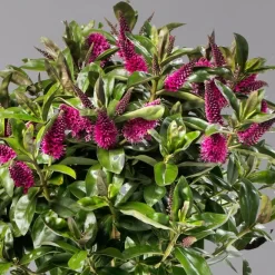 Hebe Addenda® Lila, Stämmchen, Topf-Ø 17 Cm, Höhe Ca. 60 Cm 7 Hebe Addenda® Lila, Stämmchen, Topf-Ø 17 Cm, Höhe Ca. 60 Cm -Gartenserien Geschäft 0690190217 Hebe Addenda Stamm T17 Nikka lila H60cm 3 126855