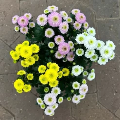 Chrysantheme Trio 'Calimero Carneval' Weiß-gelb-rosa, Gefüllt, Topf-Ø 12cm -Gartenserien Geschäft 0691110106 Chrysanthemum indicum Trio T12 Calimero Carneval 6er Set 1 126825
