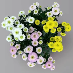 Chrysantheme Trio 'Calimero Carneval' Weiß-gelb-rosa, Gefüllt, Topf-Ø 12cm -Gartenserien Geschäft 0691110106 Chrysanthemum indicum Trio T12 Calimero Carneval 6er Set 2 126828