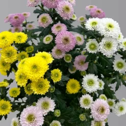 Chrysantheme Trio 'Calimero Carneval' Weiß-gelb-rosa, Gefüllt, Topf-Ø 12cm -Gartenserien Geschäft 0691110106 Chrysanthemum indicum Trio T12 Calimero Carneval 6er Set 3 126826