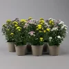 Chrysantheme Trio 'Calimero Carneval' Weiß-gelb-rosa, Gefüllt, Topf-Ø 12cm