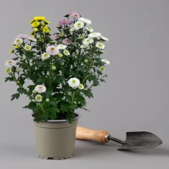 Chrysantheme Trio 'Calimero Carneval' Weiß-gelb-rosa, Gefüllt, Topf-Ø 12cm -Gartenserien Geschäft 0691110106 Chrysanthemum indicum Trio T12 Calimero Carneval 6er Set 5 126827