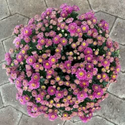 Chrysanthemen Lila, Busch, Topf-Ø 14 Cm, 4er-Set -Gartenserien Geschäft 0691140047 Chrysanthemum multiflora Busch T14 purple 4er Set 1 126948