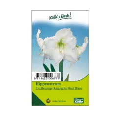 Großblumige Amaryllis Mont Blanc Weiß, 1 Blumenzwiebel