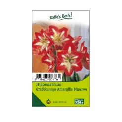 Großblumige Amaryllis Minerva Rot/weiß, 1 Blumenzwiebel