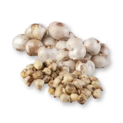 Zierlauchpaket 70 Alliumzwiebeln -Gartenserien Geschäft 0720800124 koelles beste allium kollektion zierlauch verschiedene sorten 70stueck gesamt 2673