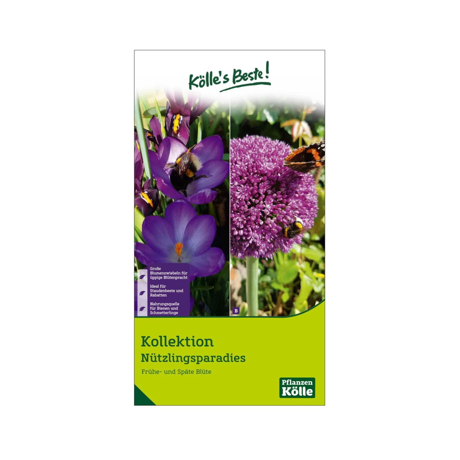 Krokus-Kollektion 'Nützlingsparadies', Blau, Pink, 35 Blumenzwiebeln 1 Krokus-Kollektion 'Nützlingsparadies', Blau, Pink, 35 Blumenzwiebeln