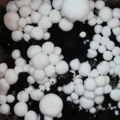 Bio Fertig-Pilzzuchtset Champignon -Gartenserien Geschäft 0740400018 BIO Fertig Pilzzuchtset Champignon 2 32242