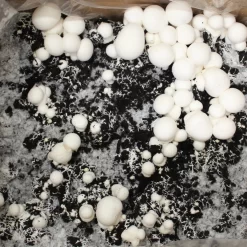 Bio Fertig-Pilzzuchtset Champignon -Gartenserien Geschäft 0740400018 BIO Fertig Pilzzuchtset Champignon 32241