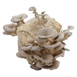 Bio Home Pilzzuchtset Für Austernpilze -Gartenserien Geschäft 0740400024 BIO Home Pilzzuchtset Austernpilz 2 32252