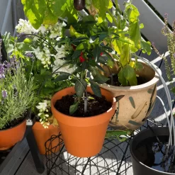 Gardena Urlaubsbewässerung City-Gardening, Bis Zu 36 Töpfe, Transformator, Zeitschaltuhr 13 Gardena Urlaubsbewässerung City-Gardening, Bis Zu 36 Töpfe, Transformator, Zeitschaltuhr -Gartenserien Geschäft 0930100238 city Gardening Urlaubsbewaesserung fuer bis zu 36 Topfpflanzen 3 61508