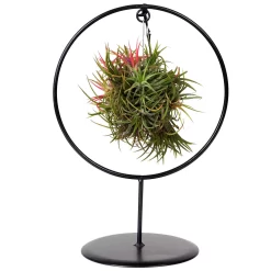 Tillandsia 'Magic Ball' In Rundem Metallgestell, 17cm Ø -Gartenserien Geschäft 1530102423 Tillandsia Ring Magic Ball rund 2 86441