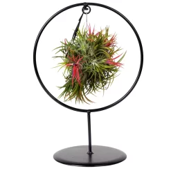 Tillandsia 'Magic Ball' In Rundem Metallgestell, 17cm Ø -Gartenserien Geschäft 1530102423 Tillandsia Ring Magic Ball rund 3 86439