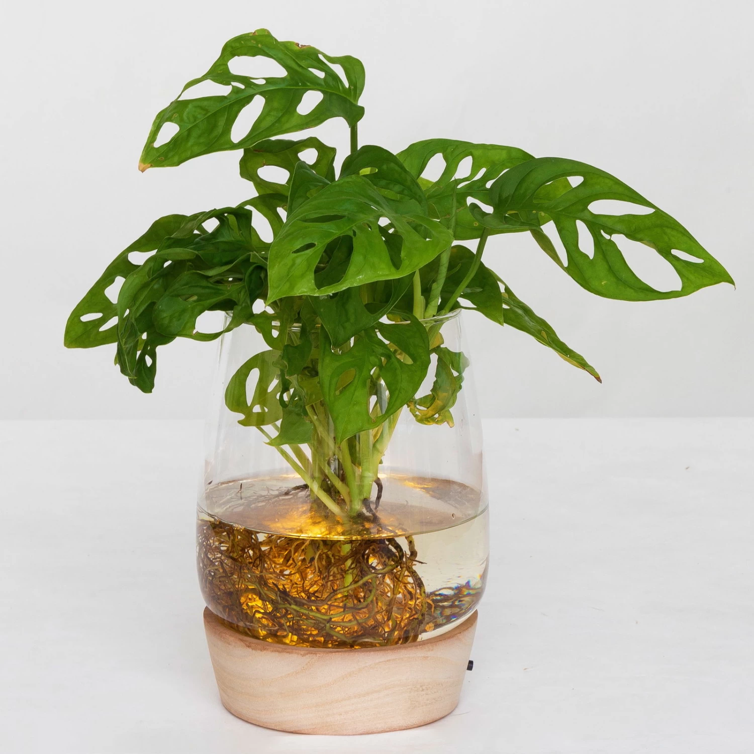 Monstera 'Water Roots' In Glasvase Ohne Erde Ø 12cm, Mit LED-Holzuntersetzer 1 Monstera 'Water Roots' In Glasvase Ohne Erde Ø 12cm, Mit LED-Holzuntersetzer