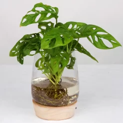 Monstera 'Water Roots' In Glasvase Ohne Erde Ø 12cm, Mit LED-Holzuntersetzer 6 Monstera 'Water Roots' In Glasvase Ohne Erde Ø 12cm, Mit LED-Holzuntersetzer -Gartenserien Geschäft 1530102426 Monstera Monkey Mask im Wasserglas 2 87501